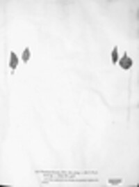 Puccinia circaeae image